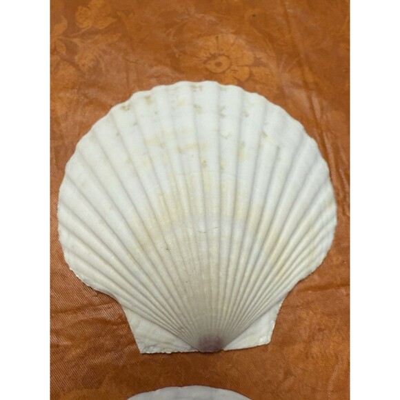 9 White Natural Color Scallop shells for crafts or decor (not food rated) New - Picture 4 of 7